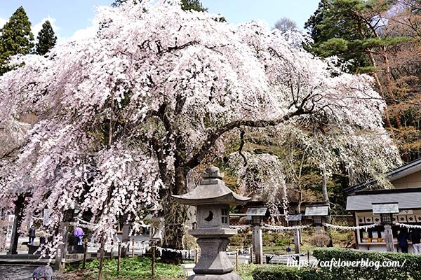 「楽翁桜」樹齢約200年のしだれ桜　2018.4　撮影