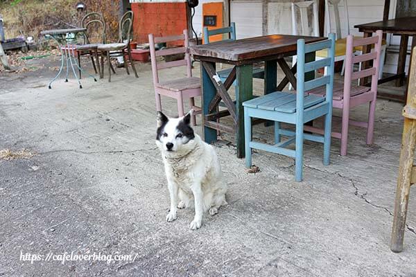 焼き菓子店 蕾 ◇ 看板犬カイくん