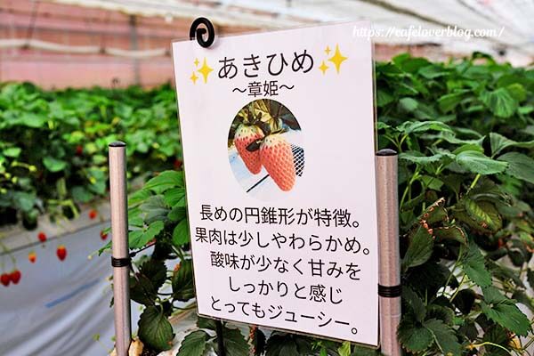 グリーンファーム岩槻 尾ヶ崎いちごハウスのあきひめの説明