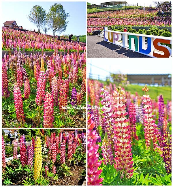 鹿沼にある花木センターのルピナスまつり