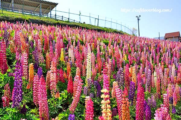 鹿沼にある花木センターのルピナスまつり
