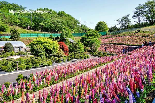 鹿沼にある花木センターのルピナス祭り