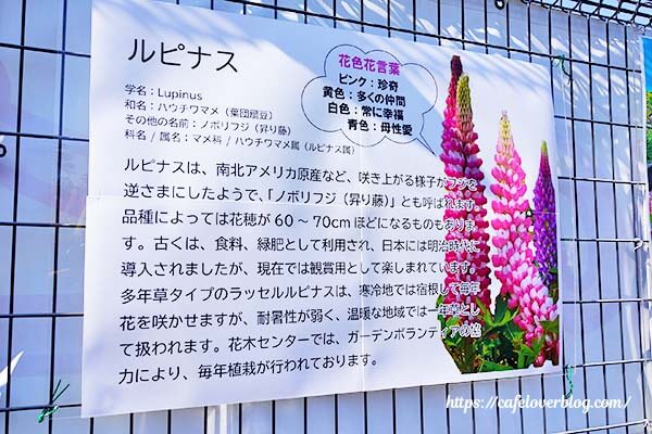 鹿沼にある花木センターのルピナスの説明