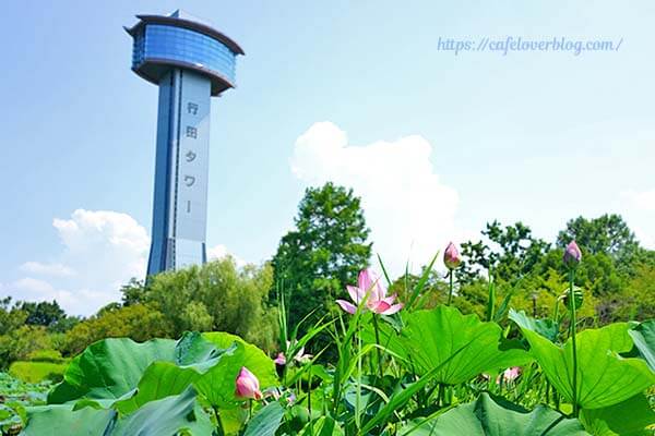 田んぼアートを見るには行田タワーへ