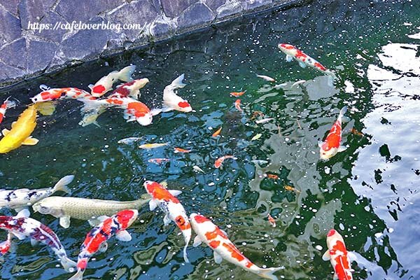 新潟県小千谷市にある錦鯉の里